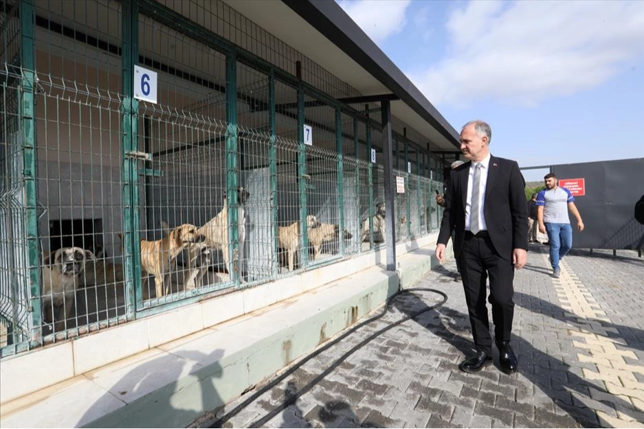 İnegöl'de sokak hayvanları için yeni adımlar atılıyor