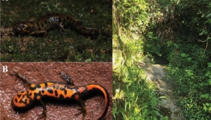 Yeni bir kuyruklu kurbağa türü keşfedildi! Kurbağaya 'Ateş Karınlı Semender' adı verildi, bölgede araştırmalar sürüyor