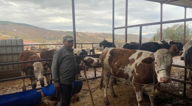 Manisa'daki çiftlikten kaçan inek o ilde ortaya çıktı! Korkudan kimse yanına yaklaşamadı: "42 gün boyunca dağlarda yaşadı"