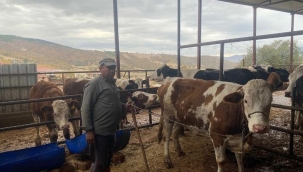 Manisa'daki çiftlikten kaçan inek o ilde ortaya çıktı! Korkudan kimse yanına yaklaşamadı: "42 gün boyunca dağlarda yaşadı"