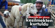 120 kiloluk koç kesilmekten kurtuldu