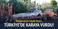  İskenderun'da karaya vurdu