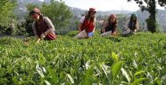 Çay göçü' başladı, akın akın geliyorlar