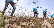 Doğu Afrika ülkeleri, öncekilerin 20 katı büyüklüğünde çekirge istilasıyla karşı karşıya