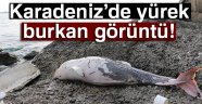 Karadeniz'de 3 ölü yunus bulundu