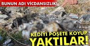 Kediyi poşete koyup yaktılar