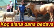 Koç alana dana bedava