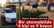 Koyun koyuna yolculuk