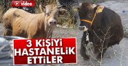 kurbanlık danalar 3 kişiyi hastanelik etti