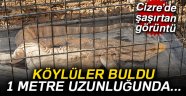 Şırnak'ta çöl varanı bulundu