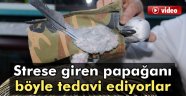 Strese giren papağana elbiseli tedavi