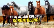 Yılkı atları kolonisi görüntülendi